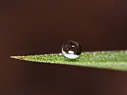 A. Water beading on a leaf