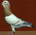 Reehani old hen