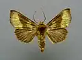 Diachrysia chrysitis