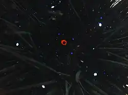 Close-up on the classical characteristics : orange ring, five white spots, blue iridophores.