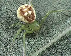 female D. subdola