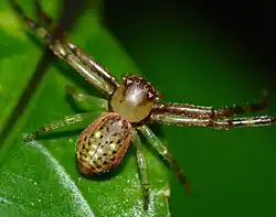 D. ambara