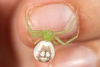 female D. livens