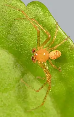 male