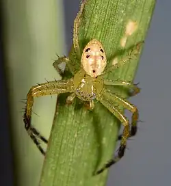 male