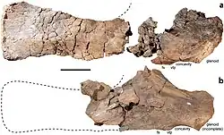 (b) Right scapula AODF 836.