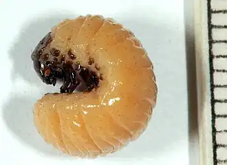 D. nigroornata larva
