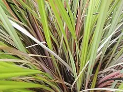 A Dianella haematica specimen