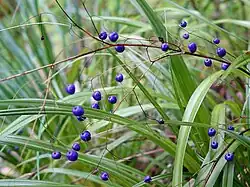Hanging violet berries of Dianella nigra