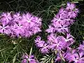 Carnation Dianthus monspessulanus