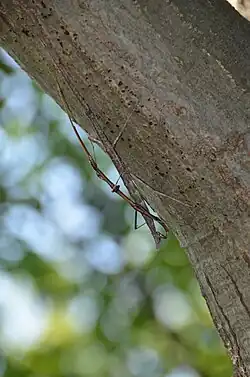 Insects on tree trunk, glossy brown individual clasping a mottled gray, camouflaged partner using terminal appendages, its posterior abdomen twisting to reach the ventral side of the other