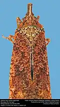 Diareusa sp.