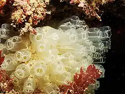 "Diazona violacea", Firth of Lorne, Scotland, 20 m