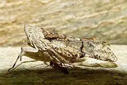 Dichoptera hyalinata (India)