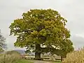 Alte Eiche (“Fat Oak”)