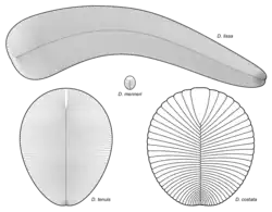 Diagram of various Dickinsonia species (cont.)