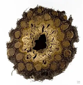 Cross section of caudex