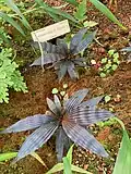 Dicranopygium aff. harlingii at UC Berkeley Botanical Garden.