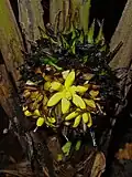 Dicranopygium microcephalum flower.