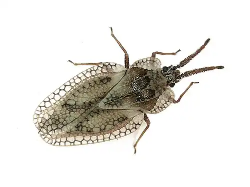 Dictyonota fuliginosa – Netherlands