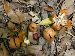 Fruit and seeds