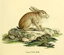 Drawing of a brown hare on a rock