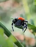 Frontal view of male
