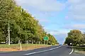 Canadian elm ( = 'Canadian Giant'), Avenue of Honour, Digby, Victoria (2015), grown back after pruning[6]