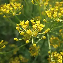 Closeup of an umbel