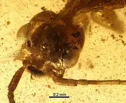 Dilobops bidentata