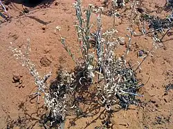 Specimen of Dimorphocarpa wislizeni, member of Dimorphocarpa genus
