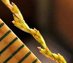 spikelets next to scale marked in millimeters