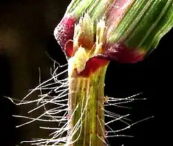 hairy-topped ligule and long-hairy sheath