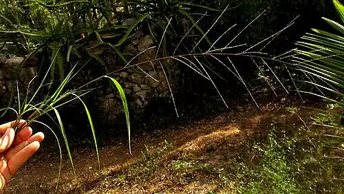 panicle of Dinebra panicea