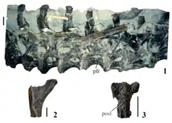 Holotype material of Dinheirosaurus lourinhanensis (ML 414, Porto Dinheiro),Articulated dorsal vertebrae in right view (1) proximal end of a dorsal rib in anterior view (2), and anterior caudal neural spine in posterior view (3).