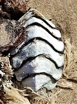 Giant chiton ("Dinoplax gigas")