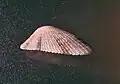 Side view of D. crucifera.
