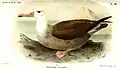 Illustration by Joseph Smit, 1896