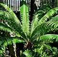 Dioon spinulosum