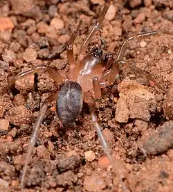 male
