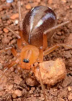 female