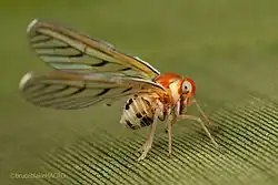 Diostrombus abdominalis on a leaf (Zoraidini)