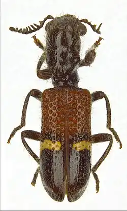 Diplocladus kuwerti (Tillinae)