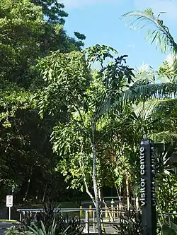 Young tree