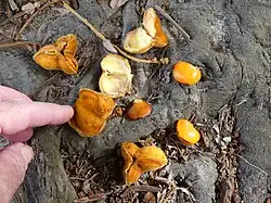 Fruits and seeds