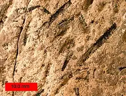 Graptolites (Amplexograptus) from the Ordovician near Caney Springs, Tennessee