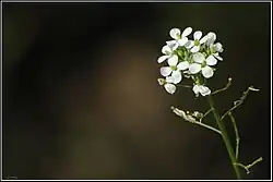 Diplotaxis erucoides flowers and fruits
