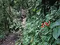Part of the Sendero de los Quetzales - most parts are in a better state