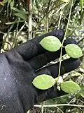 Opposite leaf arrangement. Guam.