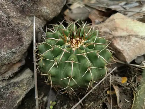 Plant growing in São Gabriel de Goiás, Planaltina - State of Goiás, Brazil
